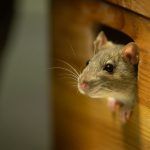 How to keep mice out of storage unit